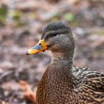 PG娱乐的魅力:揭示热门游戏背后的设计与创新 ck18lc