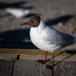 074期历史开奖号码查询与往期数据对比分析 iccbxsssc9