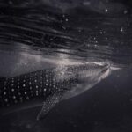 228开奖直播现场最新开奖结果全程高清实况 vkyr3wg