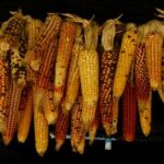 059期双色球开奖号码公布,最新中奖结果揭晓 vlb7o7