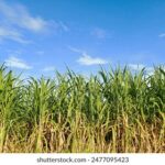 22号开奖的幸运号码即将揭晓 vq4vi