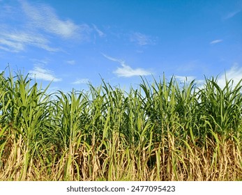 22号开奖的幸运号码即将揭晓